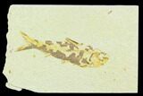 Bargain Fossil Fish (Knightia) - Wyoming #126197-1